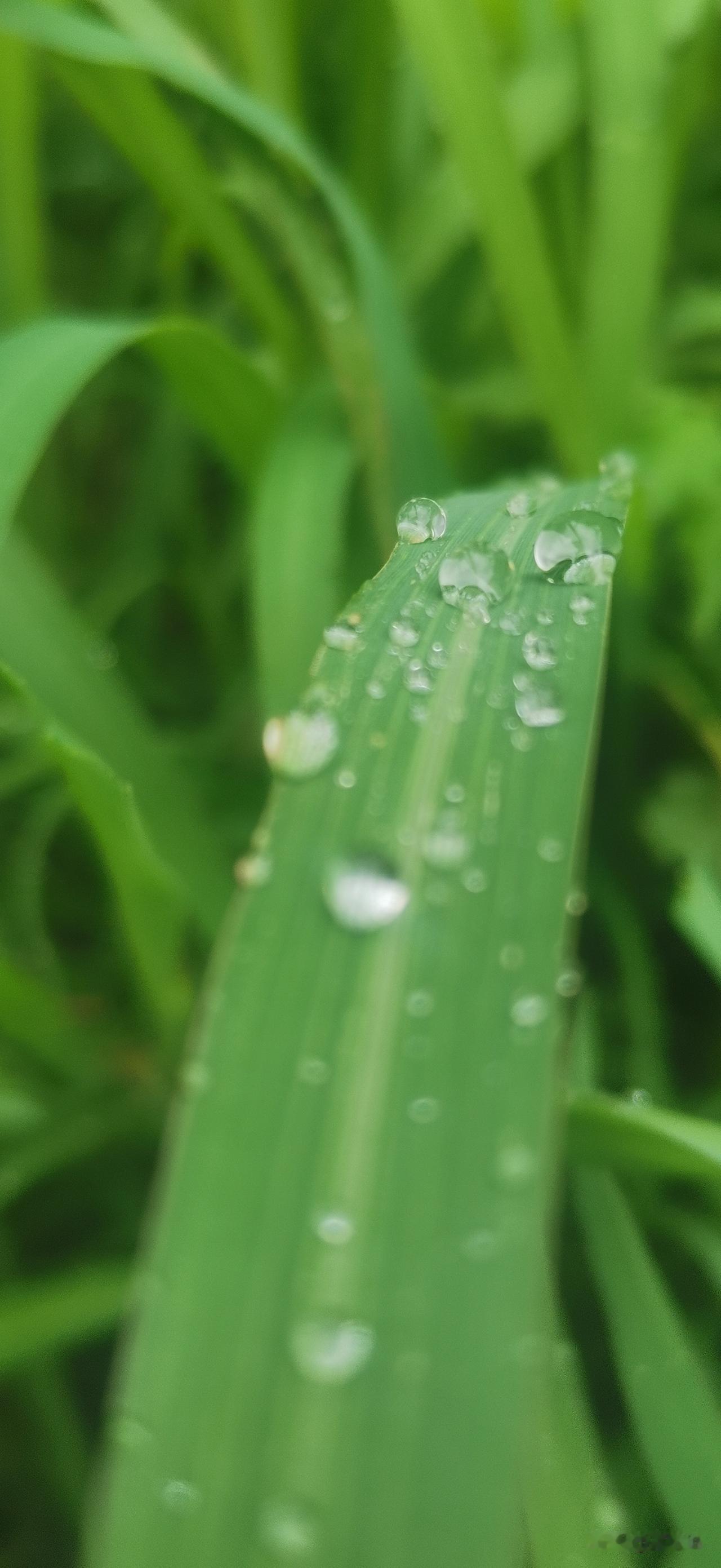 夏日生活打卡季下雨了，拍了几张关于露珠的照片。