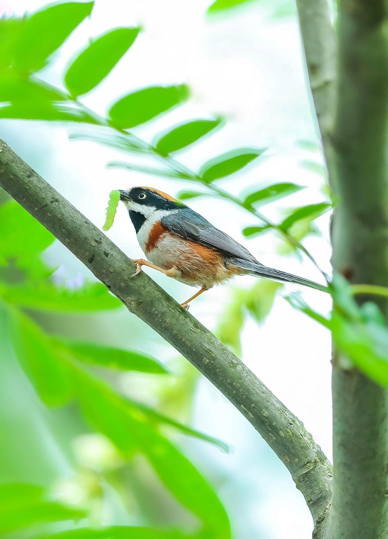 快乐的红头长尾山雀
拍摄装备：尼康Z8+Z863+红瞄，手持拍摄
后期策略：DX