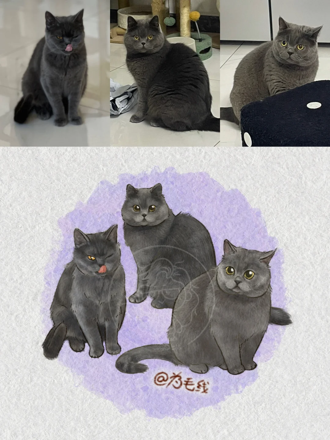 家有三喵🥸 英短英短蓝猫 修猫 小猫幸福我也会快乐 这个模板有点东西...