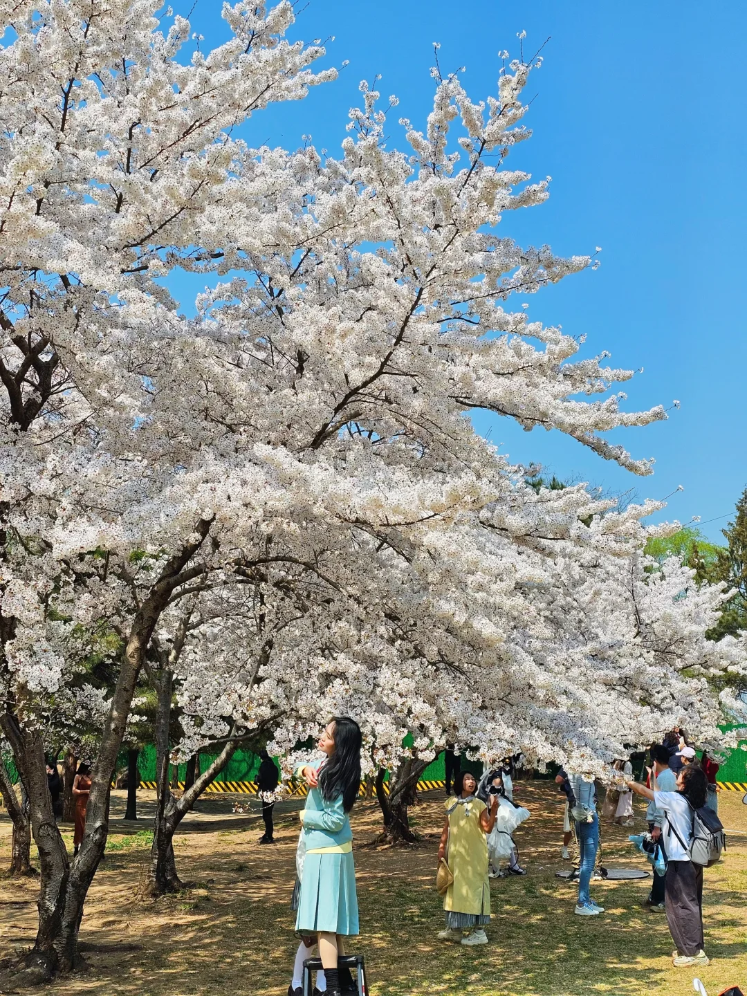 星河湾🌸实拍 | 快冲错过再等一年，超好拍📷