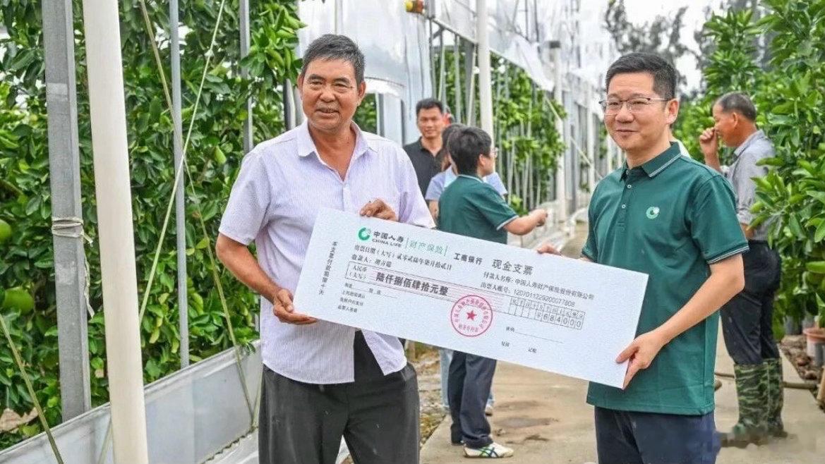 台风过境玉环文旦种植户却多了份底气 保险兜底+农技帮扶，为2.9万亩文旦产业保驾