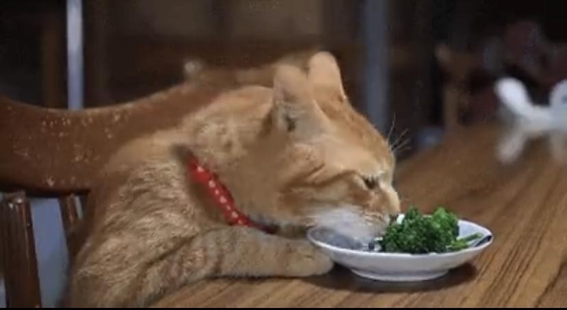 咱们的脾胃，其实是个喜欢“早睡早起”的“养生达人”。北京中医药大学的专家提醒，晚