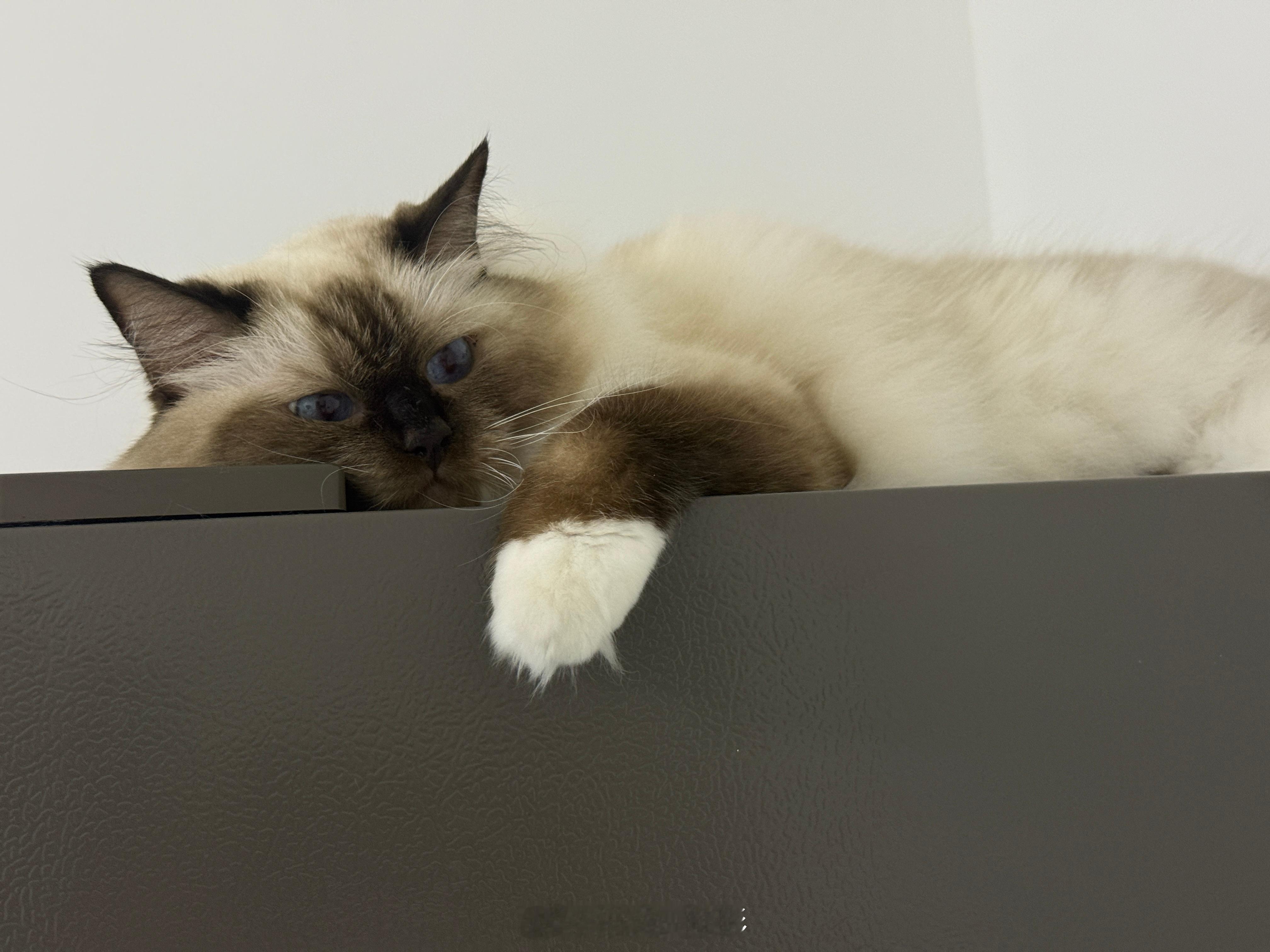 小猫咪每天早上趴在冰箱顶上看我出门[可怜] ​​​