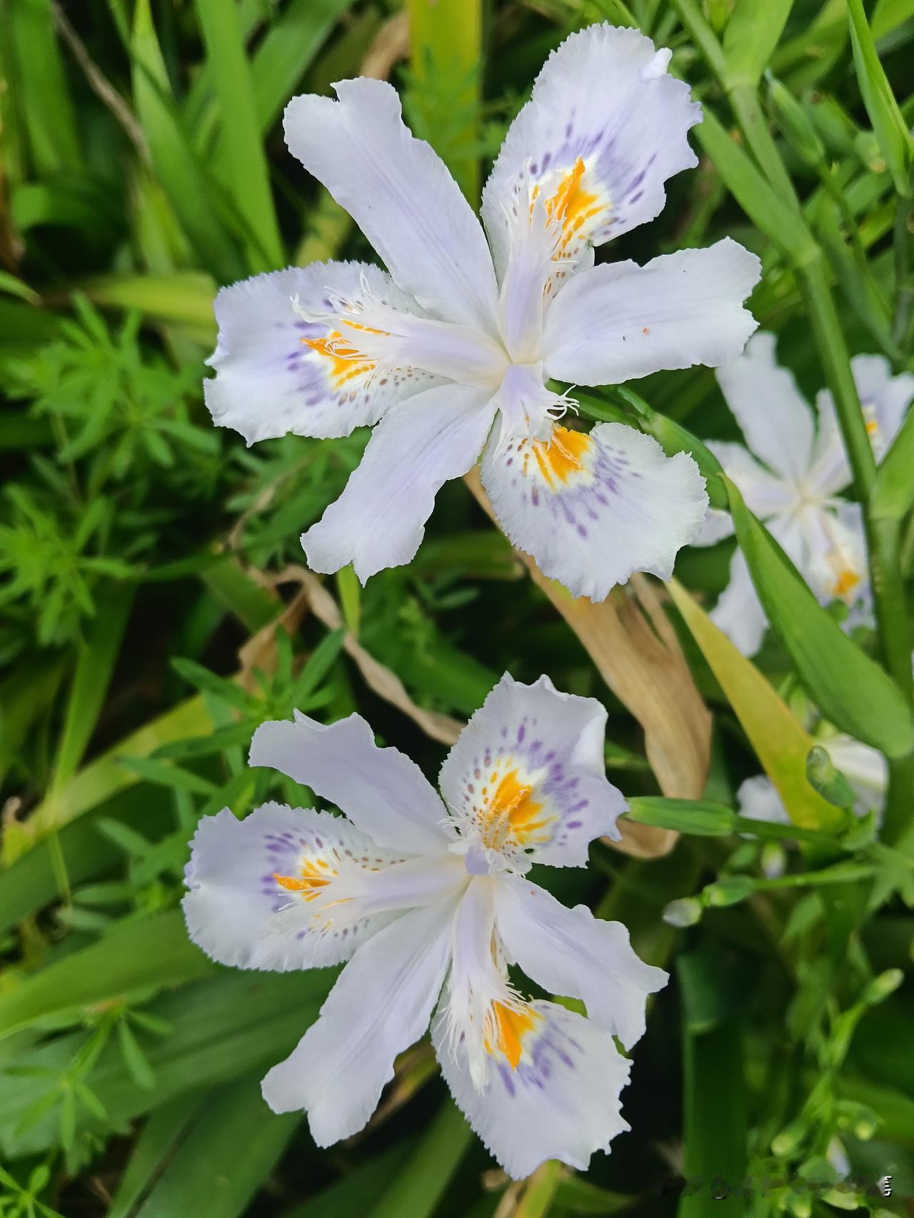 蝴蝶花是静默的。

在树荫底下，在花坛的边上，她便这样青青地长着。

叶子是翡翠