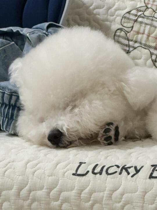 豹豹猫猫没关系的 你们看电视我也可以睡着