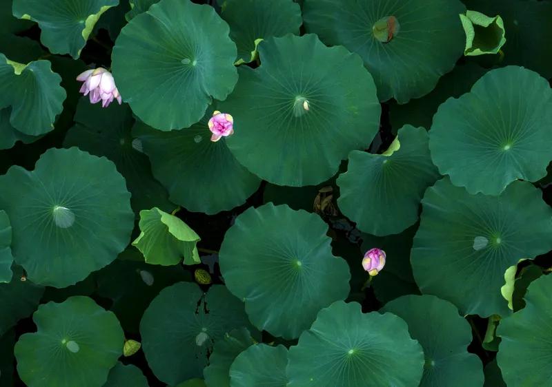 七绝 泊舟夜月
天外风轻冉冉来，
水烟深处小荷开。
泊舟赌酒闲中度，
鱼吻荷花把