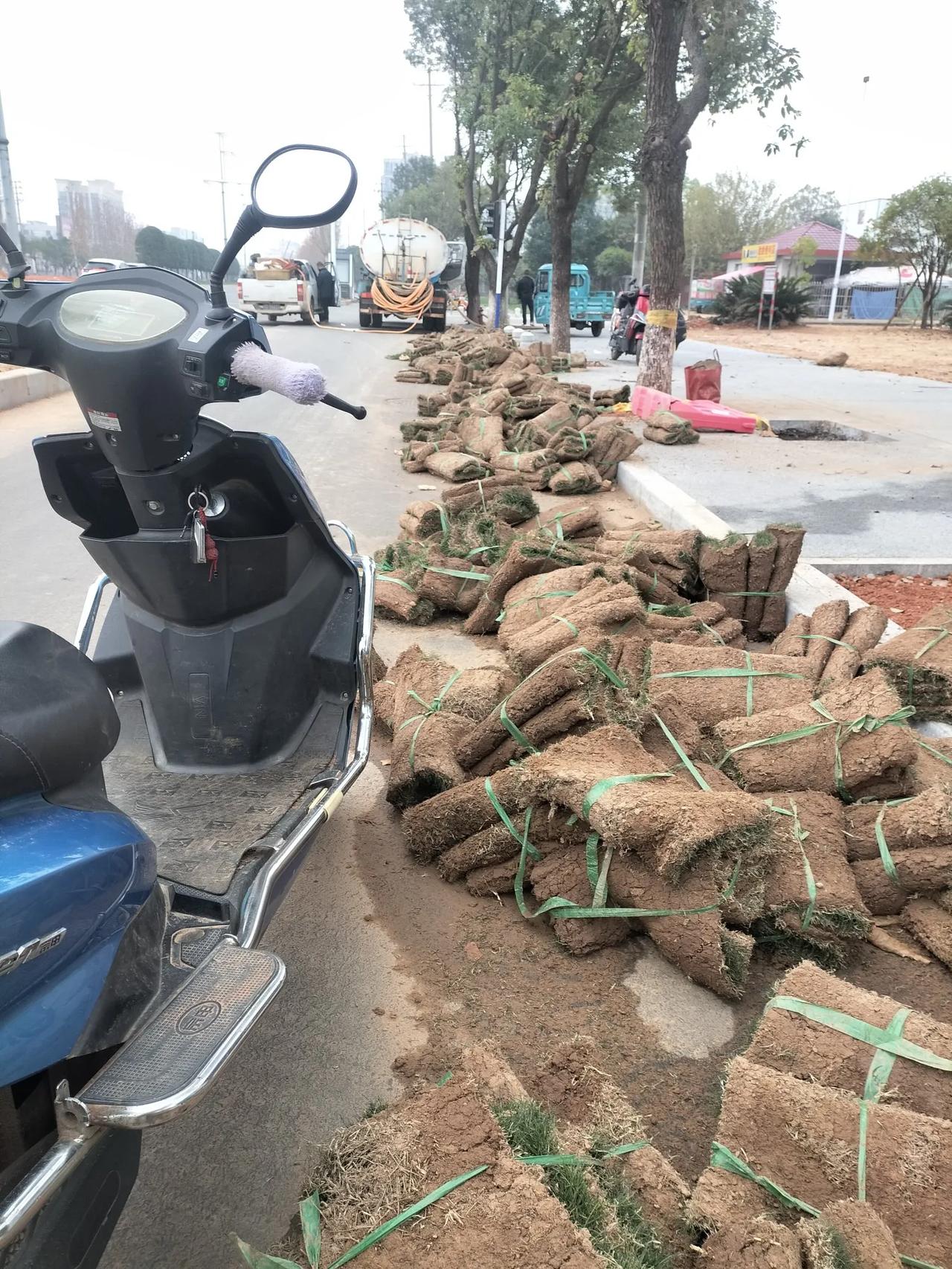 江西省吉安市泰和县路口在铺人工草，好多阿姨们在铺，有100元一天，我路过很好奇提