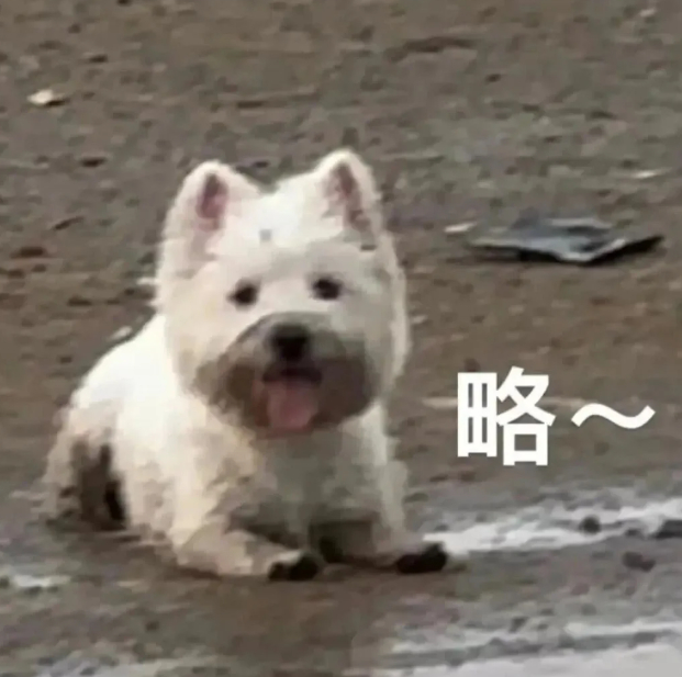 分手1年复合后狗狗的反应 狗都嫌弃的人就别复合了，小狗能有什么坏心思呢[doge