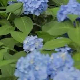 绣球花1. 栽培方式：腐叶土+泥炭土+松树皮+珍珠岩，疏松肥沃微酸性土；根系细密