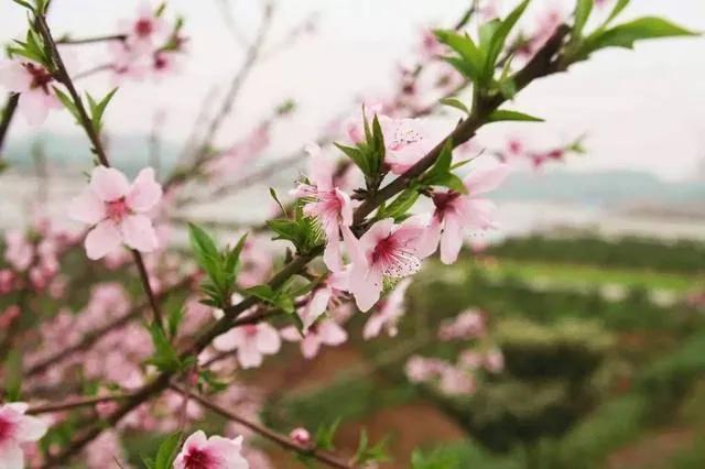 上联：花开富贵家家乐
下联：竹报平安处处春