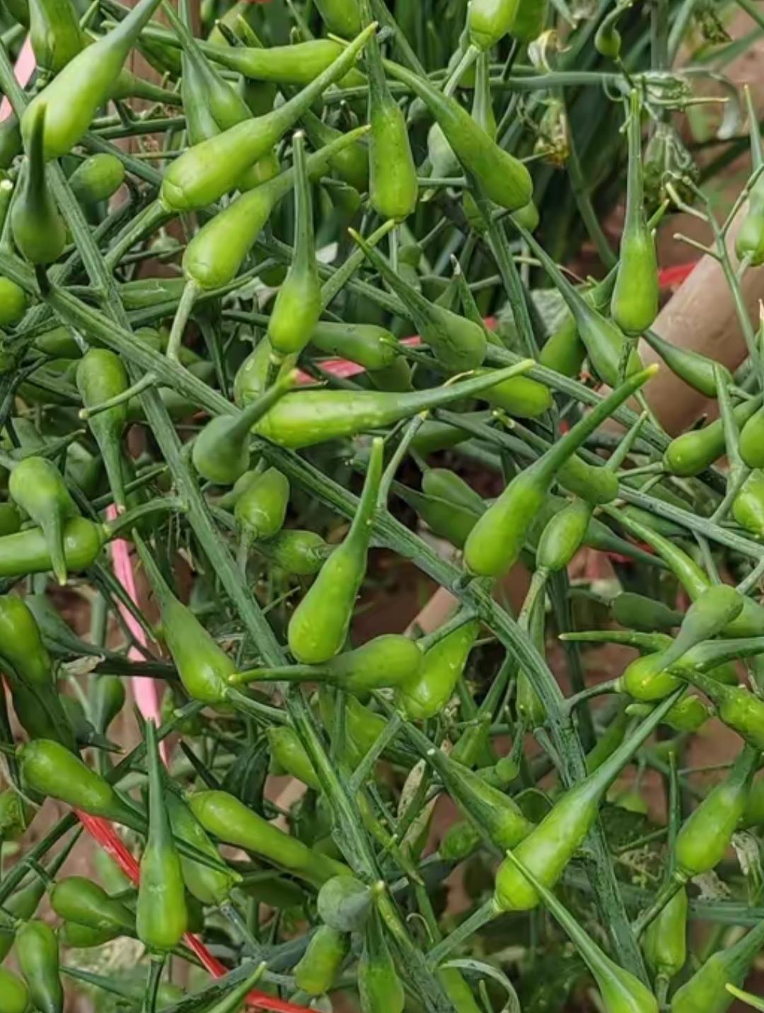 绿意盎然挂枝头。大家看看这是什么植物，为了100个年轻人都不知道，是黄瓜🥒还是