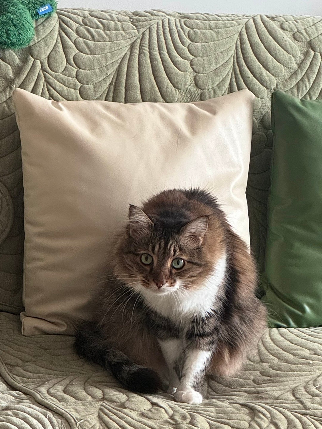哈哈哈哈哈Муся这个小表情快看呀这是我的小猫