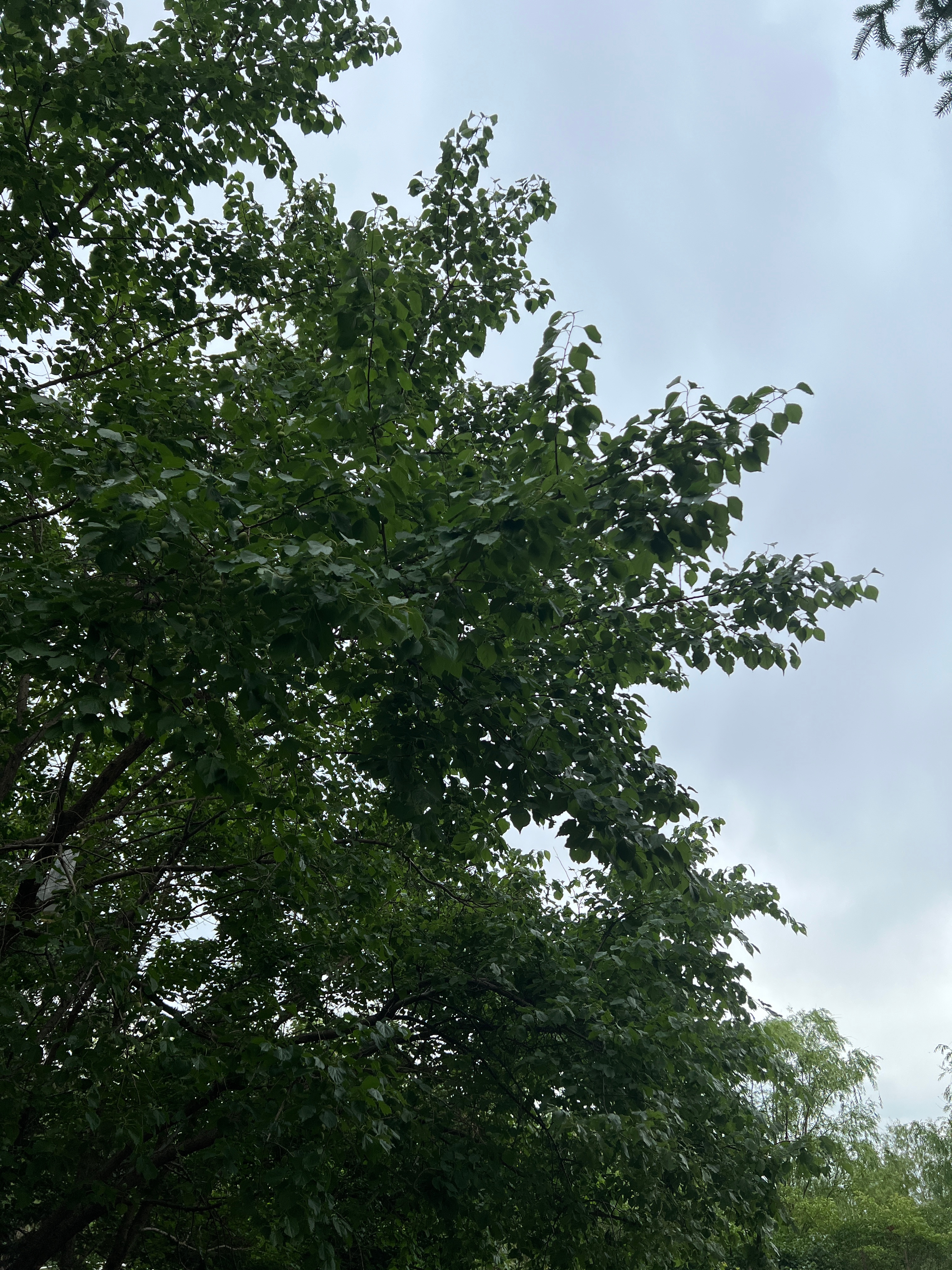 今早起来浑身疼，好像被打了一样，可能是这两天发烧烧的，还要爬起来去上班！ 