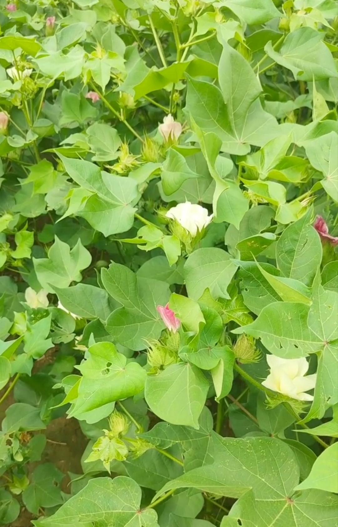 棉田绿意盎然，白与粉的棉花花错落绽放，孕育着秋日丰收的希望。