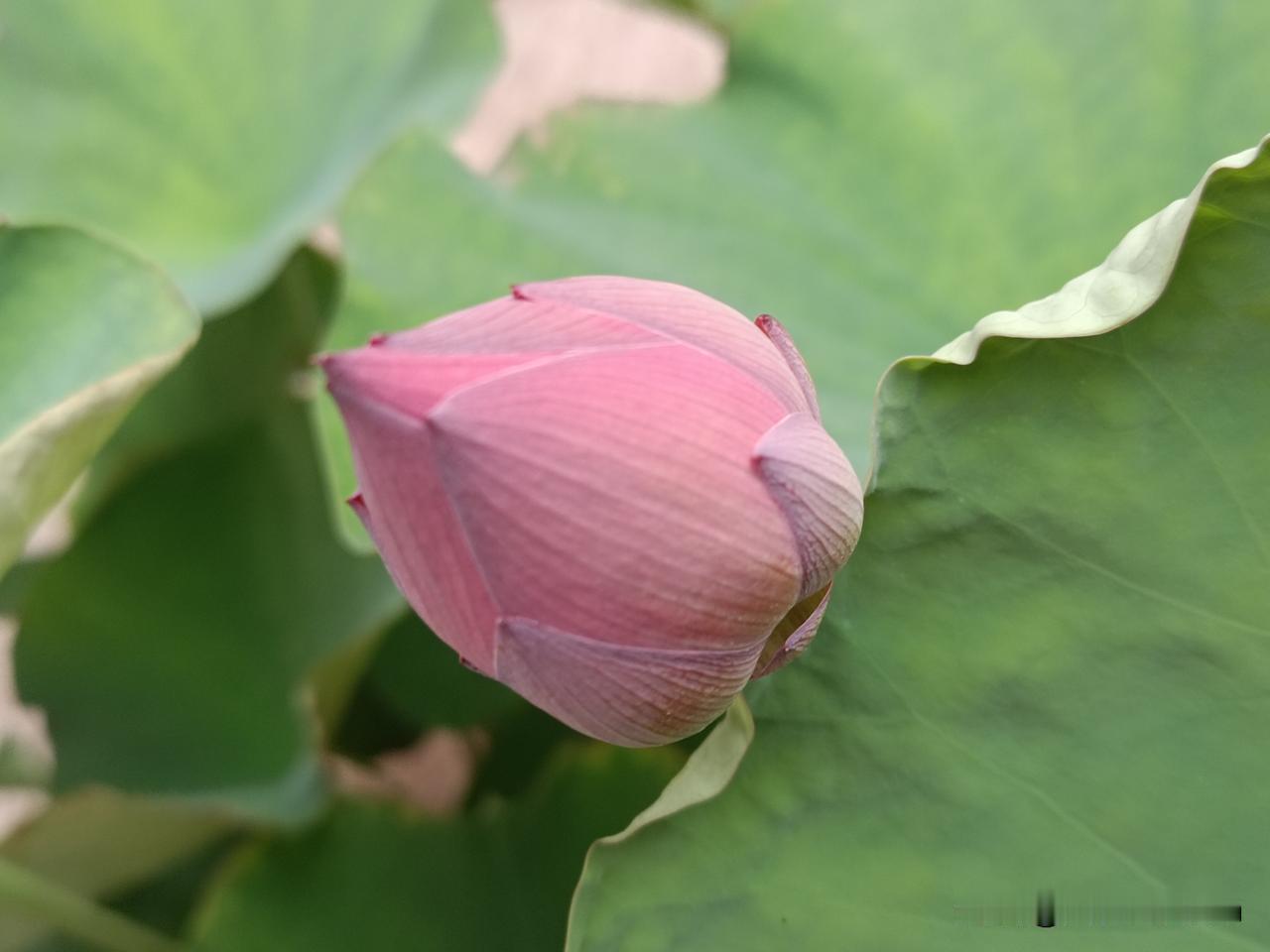 相遇盛夏，菡萏（hàn dàn）初成
——青荷托起粉红花苞，淡粉瓣纹细腻柔和，敛