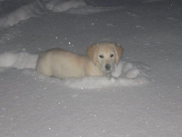 小狗和下雪天 我都喜欢❄️🐶 ​​​
