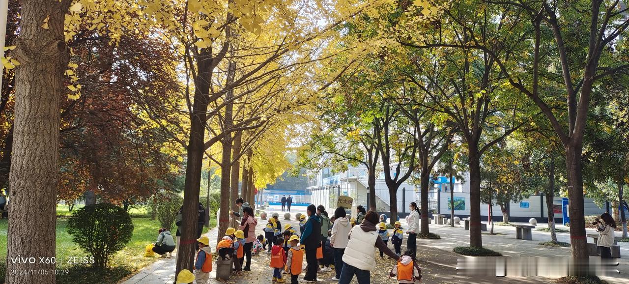 #随手拍黄叶美景#