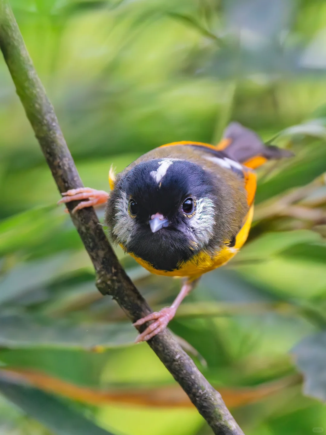 A7r5 600天使用感受