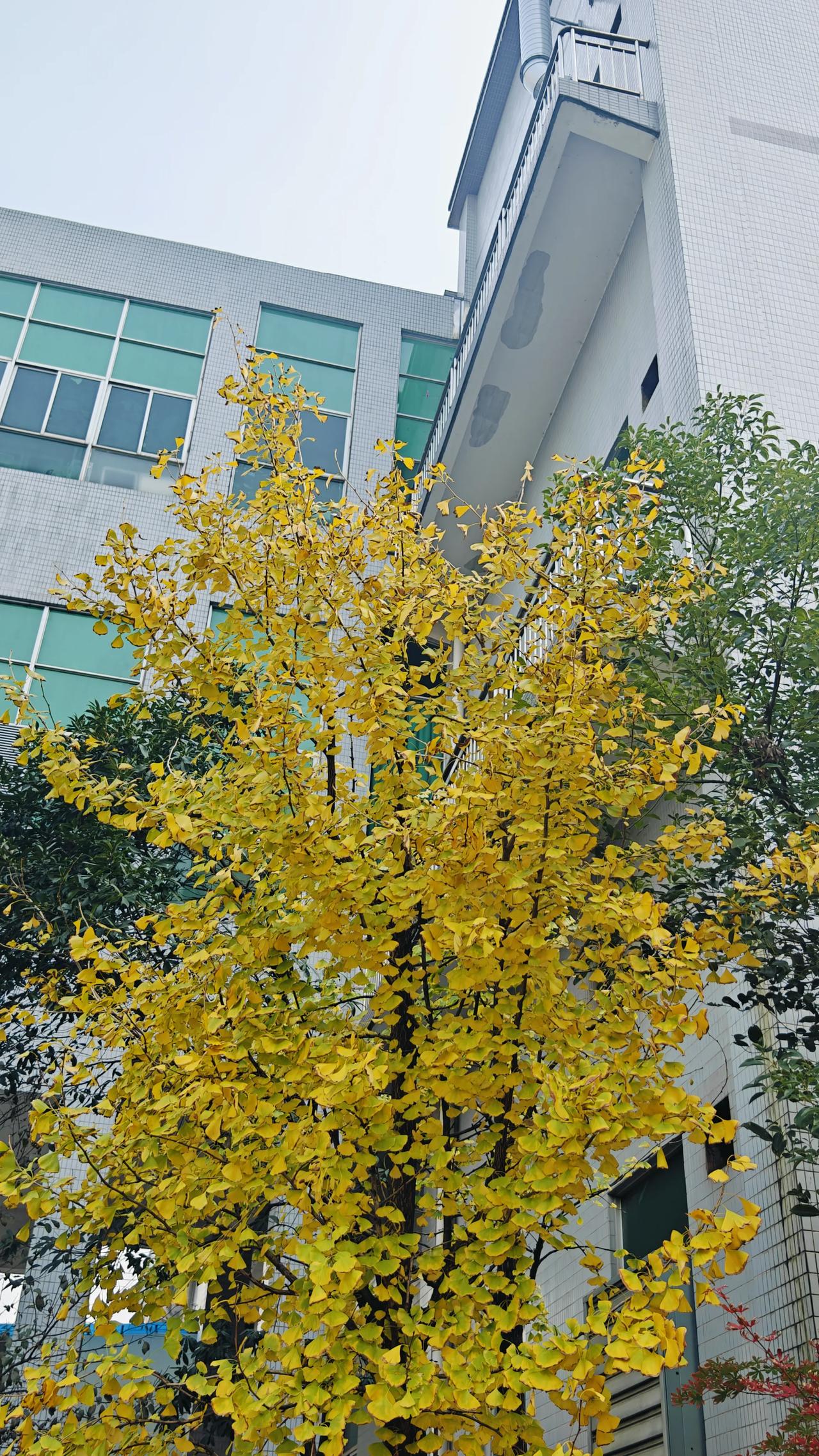 可以看看你们拍的银杏吗