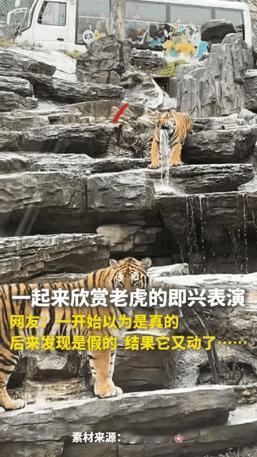 河南动物园这只老虎，怕是要成“顶流网红”了！游客以为是喷泉水景雕像，结果它眨了眨