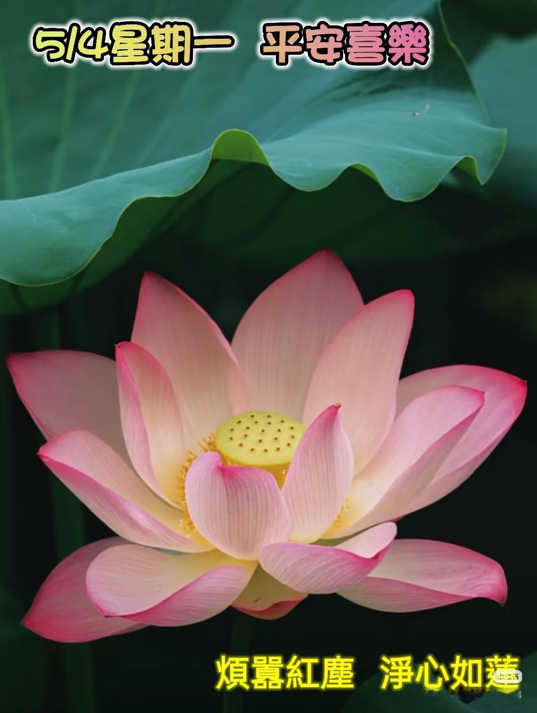 🌺🌺早安吉祥🌺🌺
       多想时光慢点走，亲情友情深深留。岁月无情