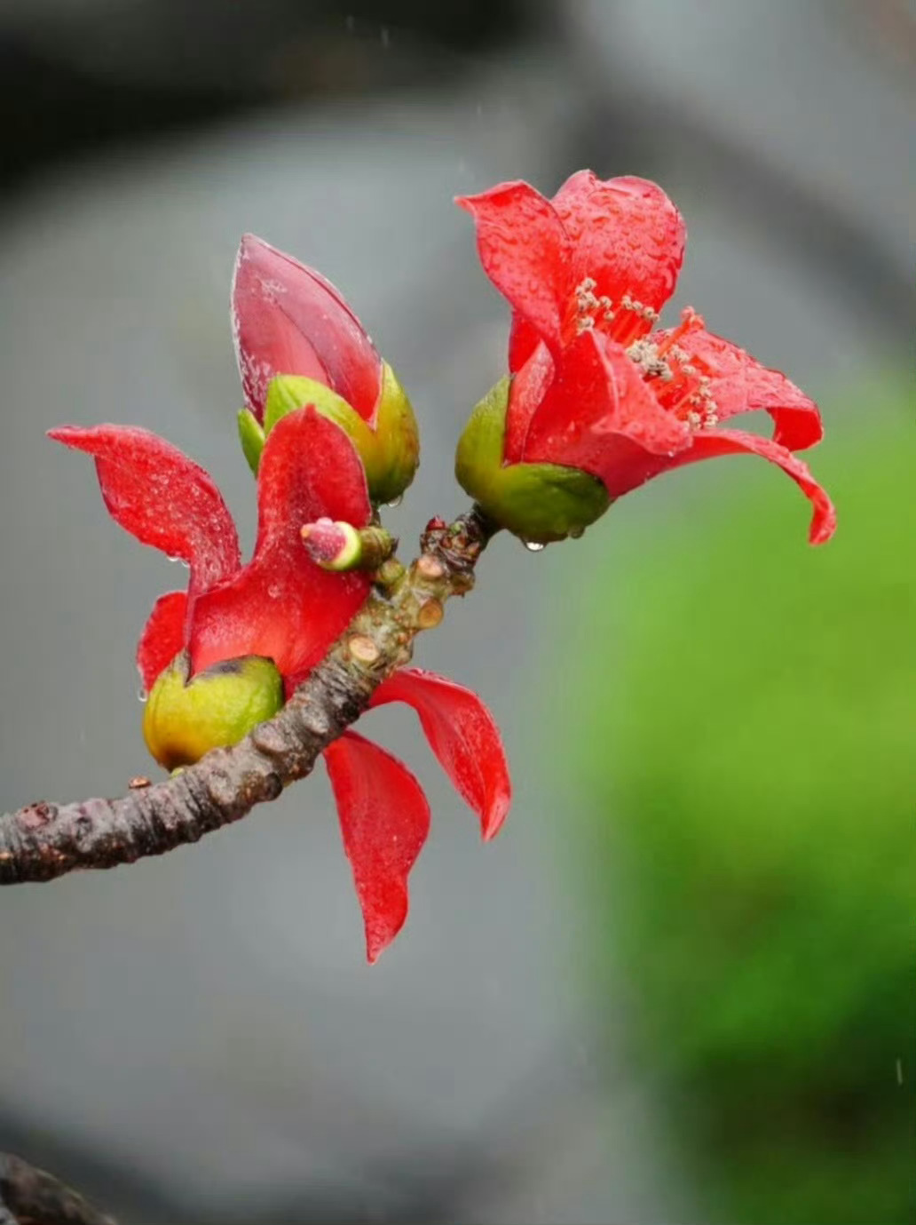 “ 木棉花开 … ”  