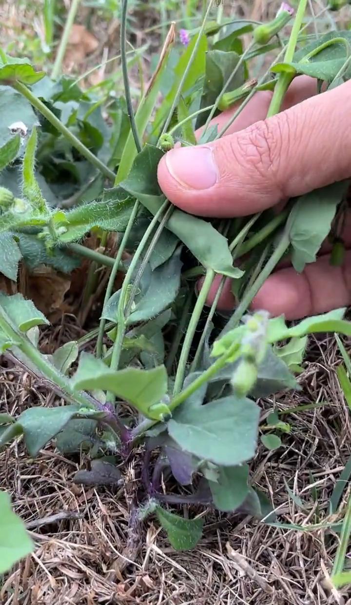 你以为路边那棵不起眼的草是杂草？
错！
它可能是国家一级保护植物。
别小看这些“