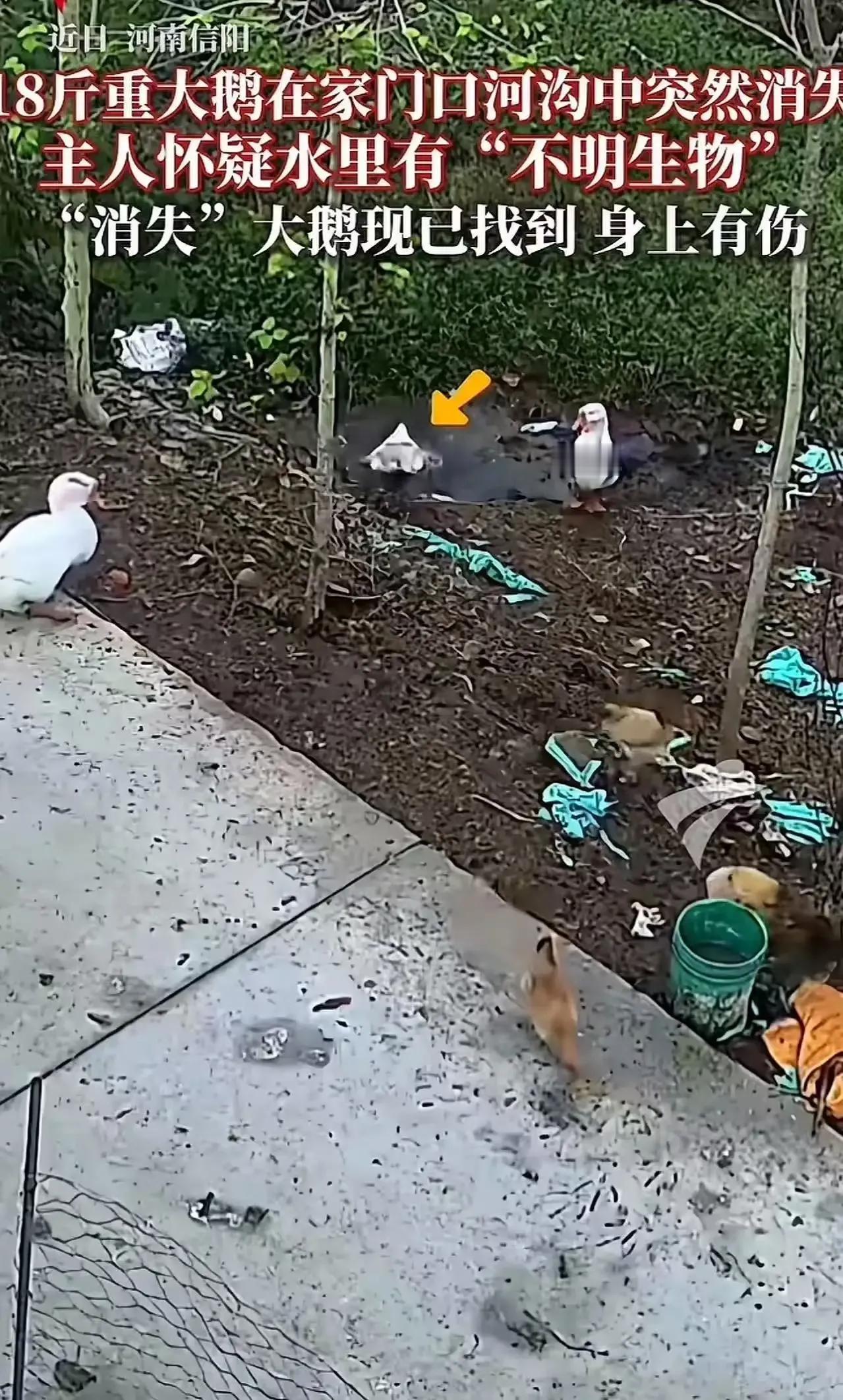 家门口的水塘竟然上演了一出“悬疑剧”！河南信阳一男子家18斤的大鹅突然失踪，他怀