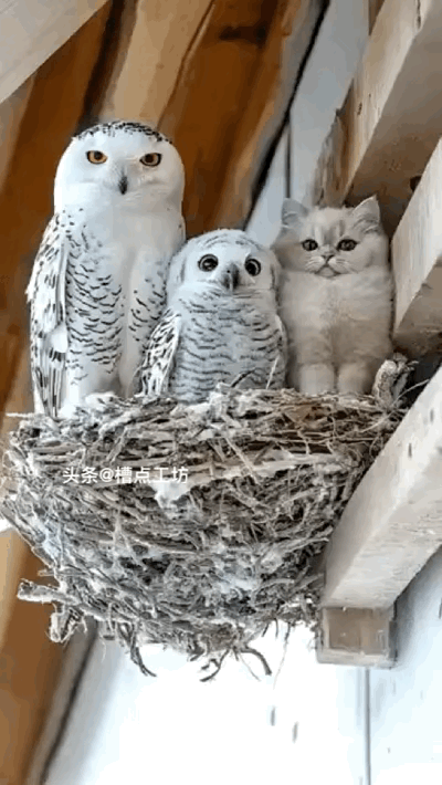 猫头鹰：我只是叫猫头鹰而已，其实我是鹰。