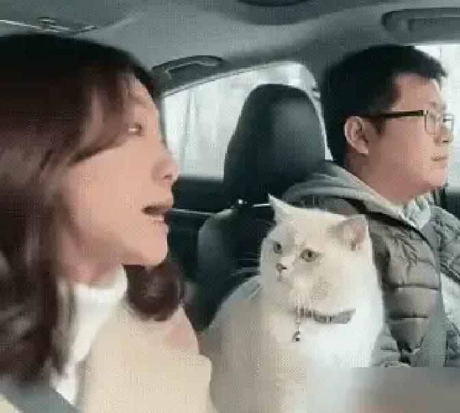 喵星人日常发的新片里，那只英短蓝猫突然伸爪按住了女主人的嘴，两口子当场熄火。
视