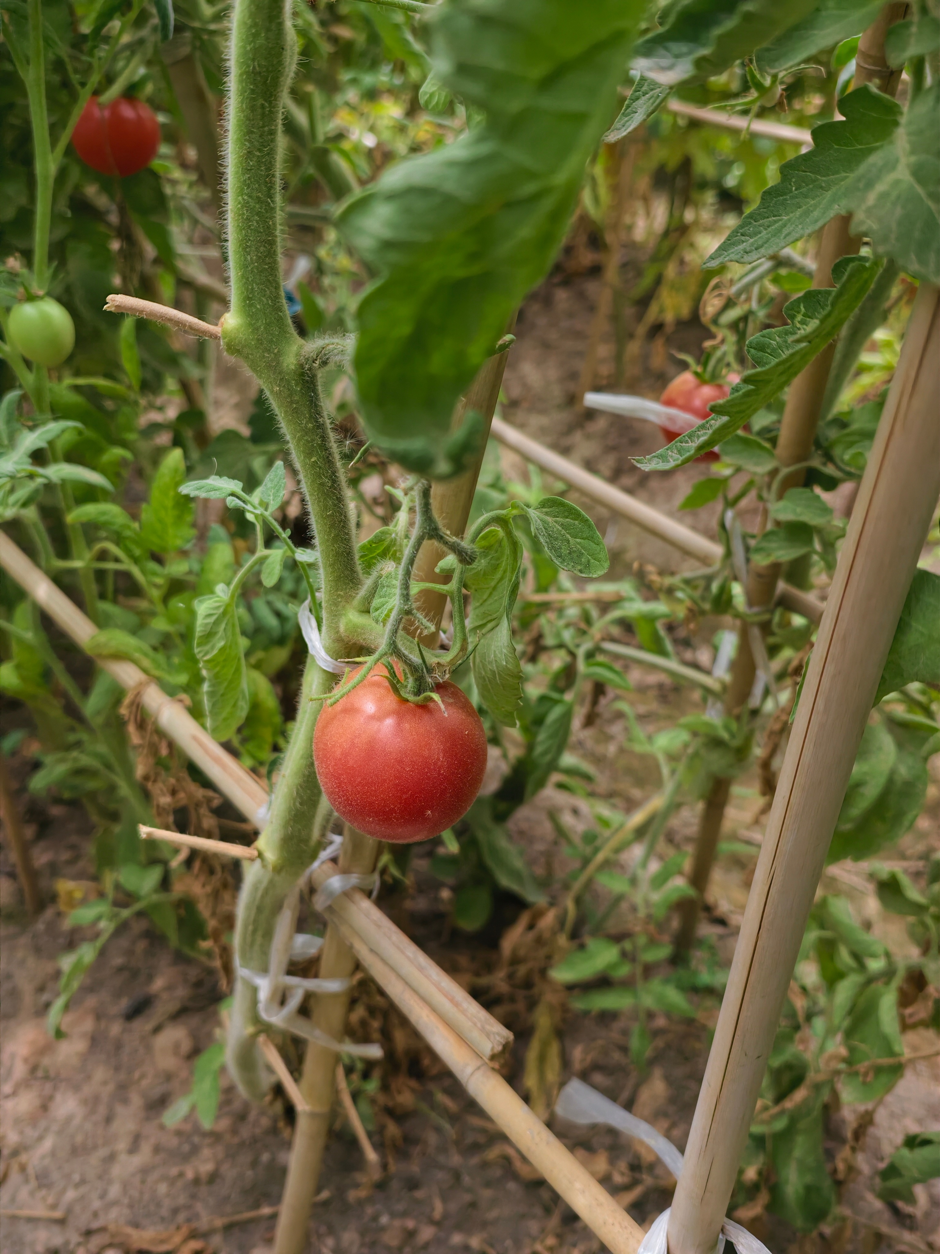 新疆家常菜 全有机食材酸菜鸡很四川小丑桃太甜啦 