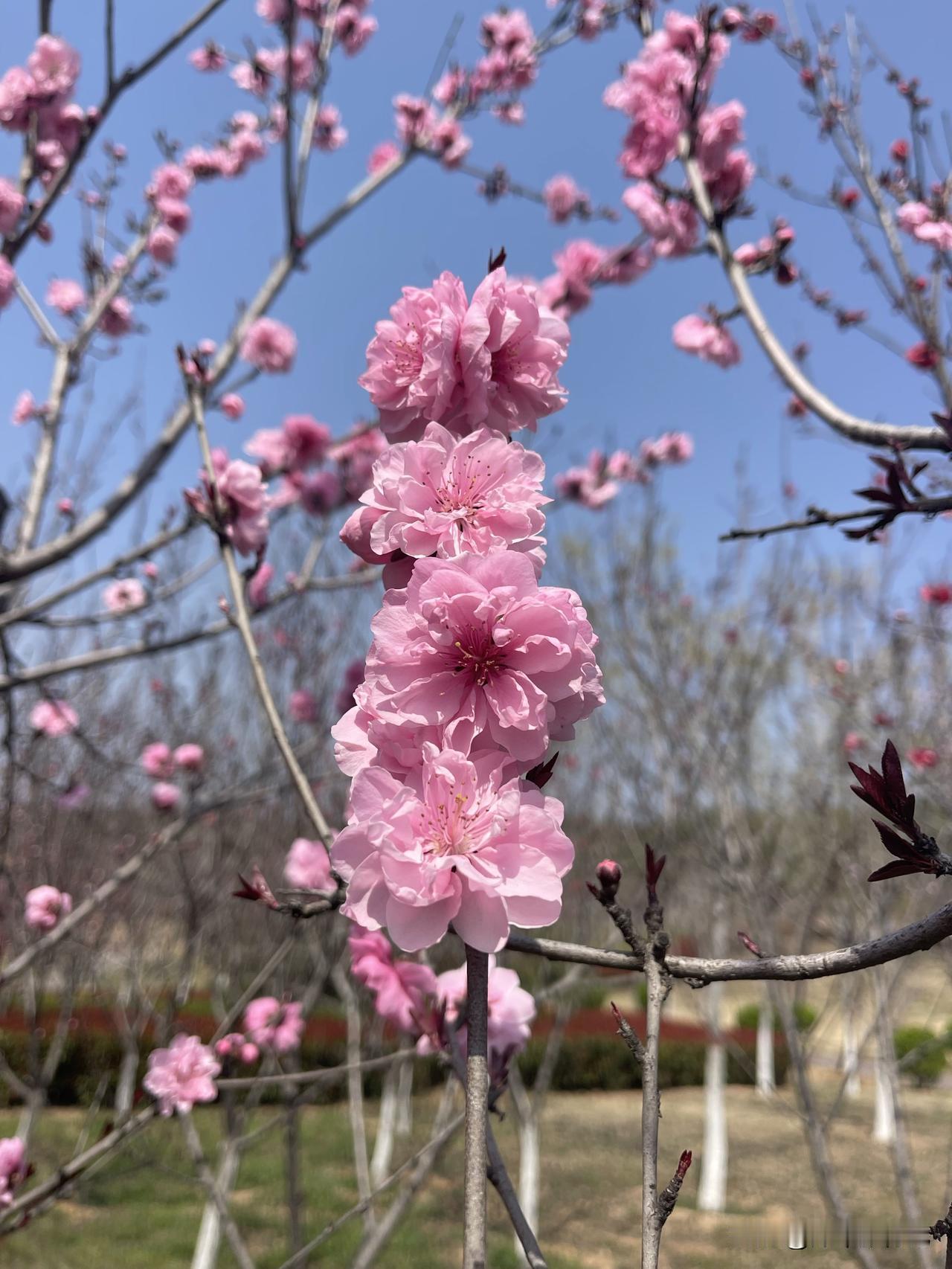 三月桃花朵朵开
焦作市南太行脚下桃花园，盛开着多彩多姿的花朵，美丽诱人。
