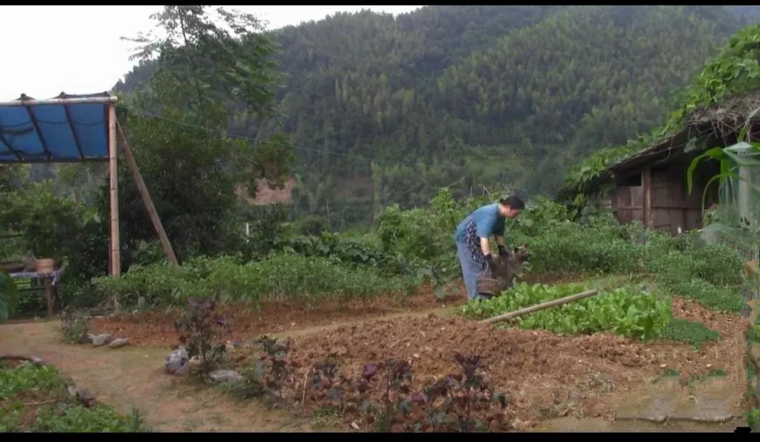 朋友们！若你们只为逃避当前困境，一时冲动想隐居，是不行的

好多粉丝朋友在后台跟