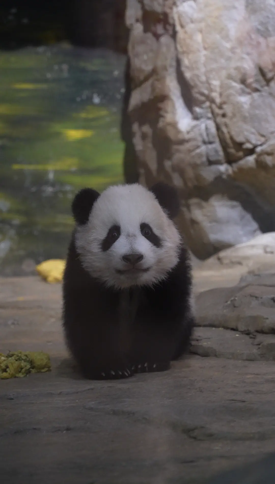 截图，也是可可爱爱的妹猪。