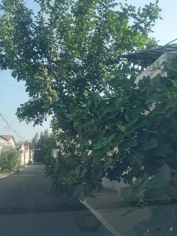 宁静的乡村小路，绿树成荫，阳光洒落。一棵核桃硕果满满，一棵无花果也是挂满枝条