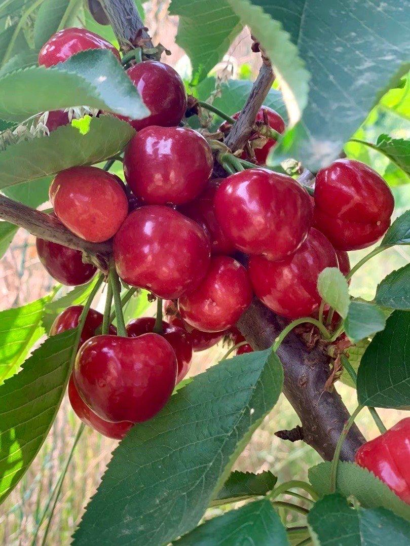 眼儿媚 · 樱桃季

盈树樱珠渐黄红，鸟雀早园空。先忙张网，后连膜护，意许登丰。