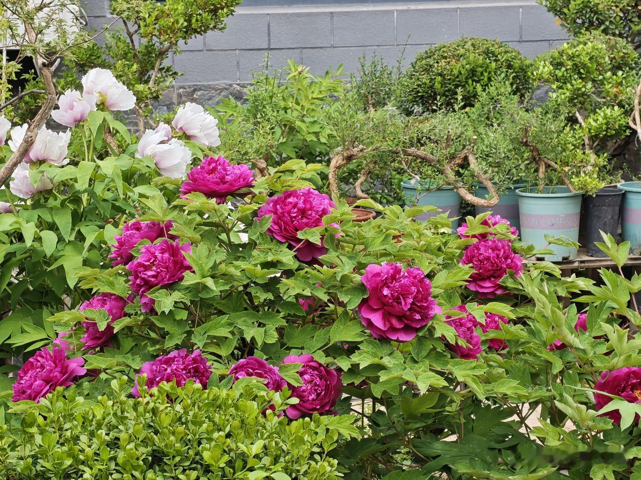 牡丹花开庭满芳，又是一年牡丹花开时，虽然没有目不暇接的大片花海，也没有洛阳丰厚的