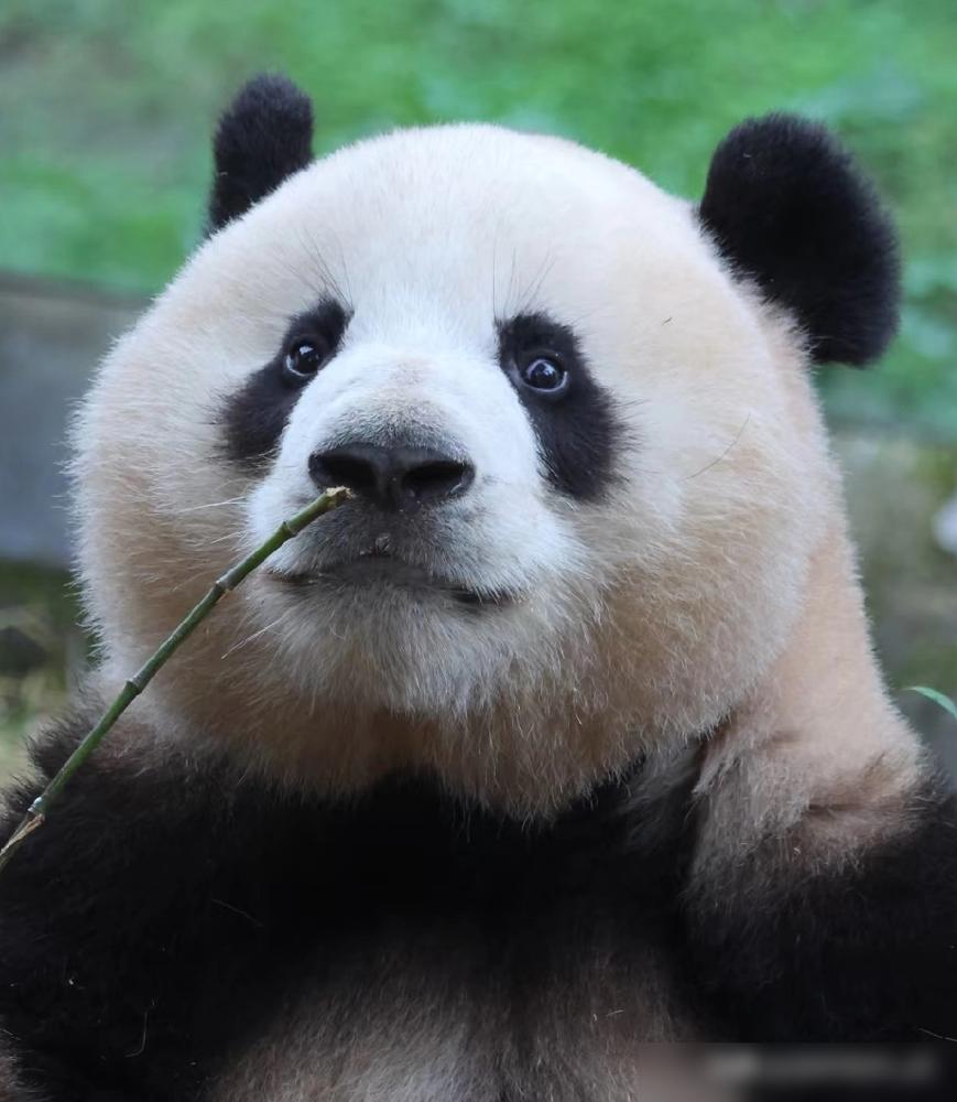 都以为它是妈宝男，一离开妈就露馅了，这小家伙，把所有人都给骗了。
 
你敢信？之