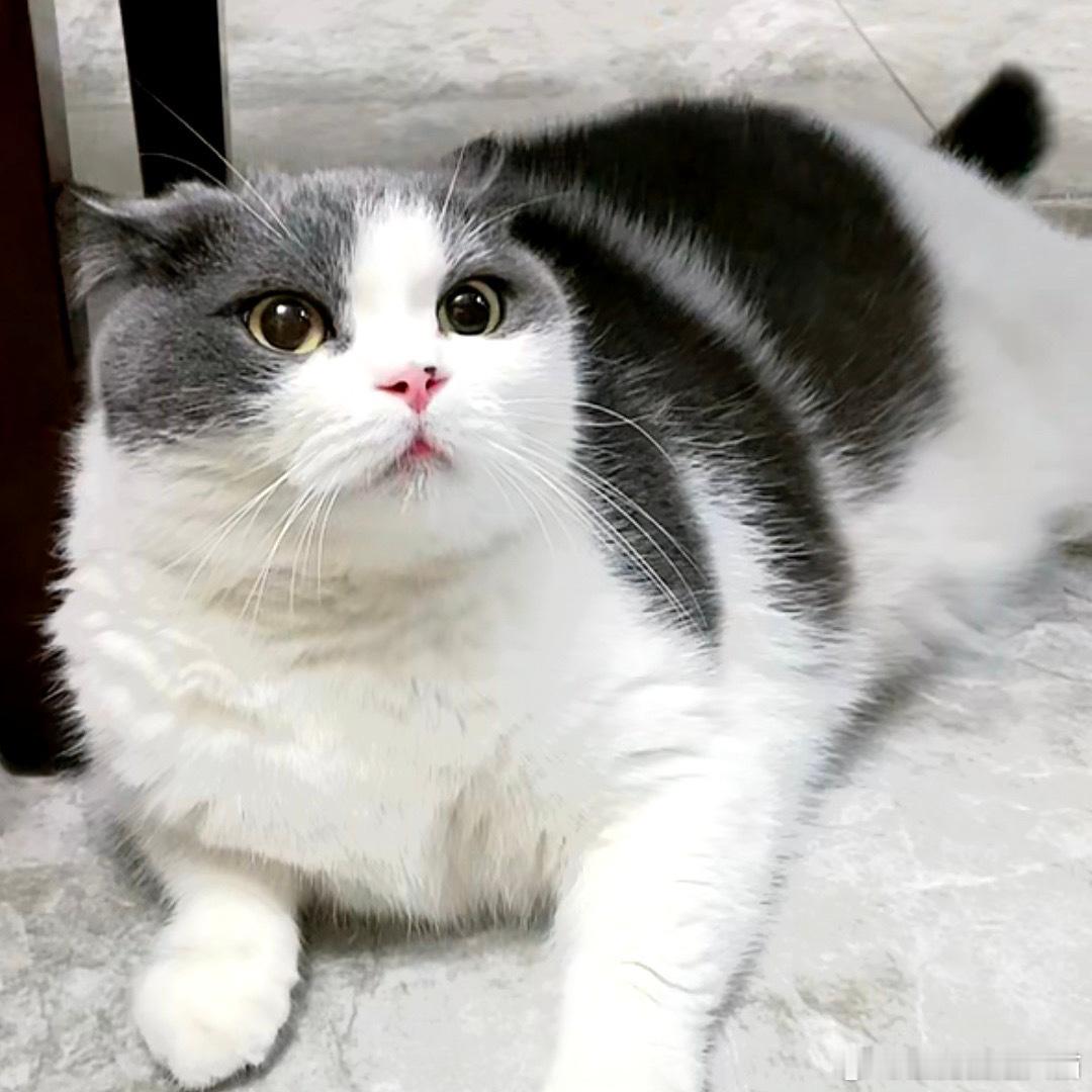 刚关注圆圆的粉丝：这猫也太凶了吧[吃惊]关注圆圆一段时间后的粉丝：事出必有因[o