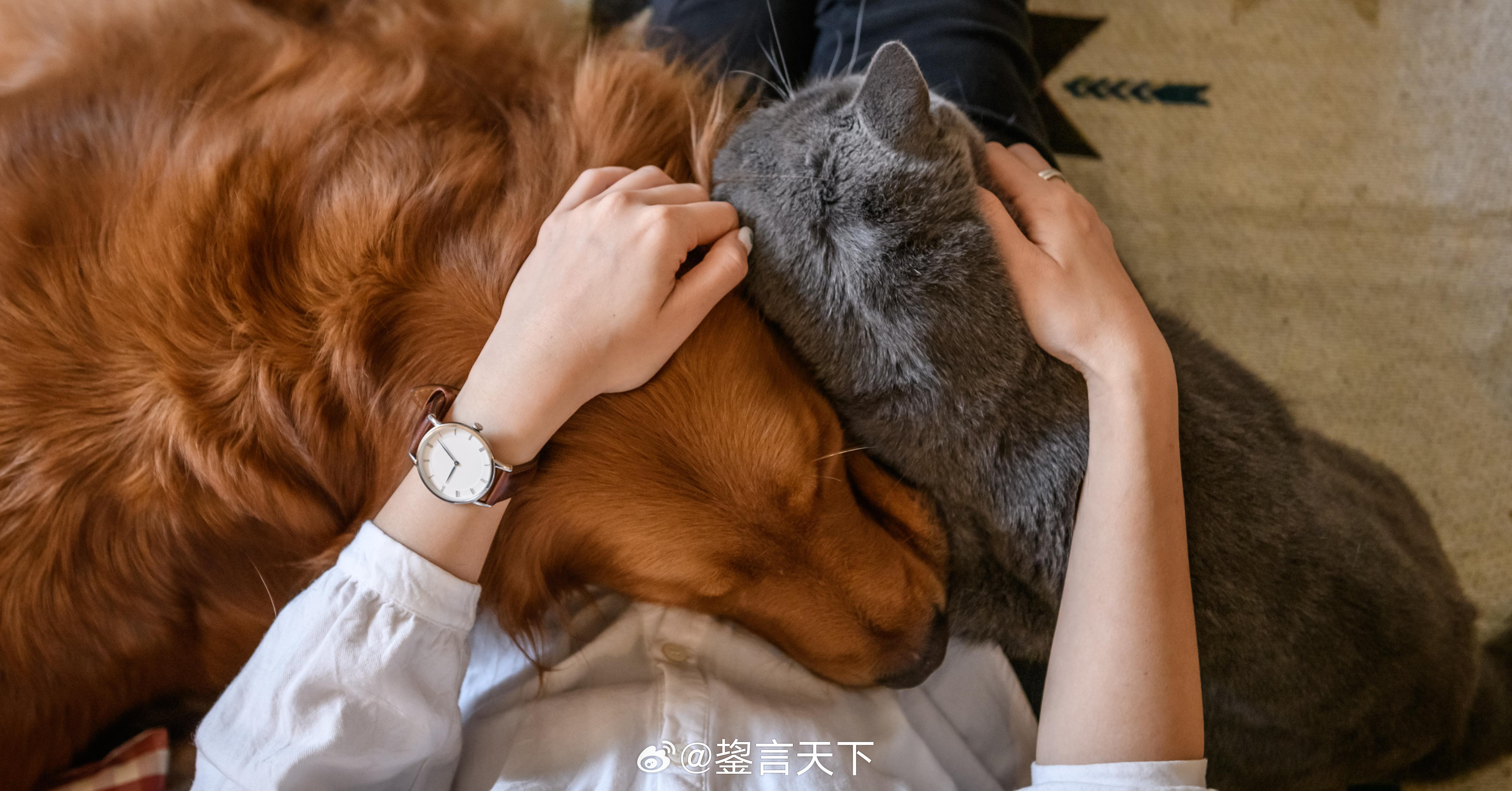 猫咪身体出现疾病的早期信号 猫天生会隐藏疼痛和疾病，因此许多主人往往等到症状明显