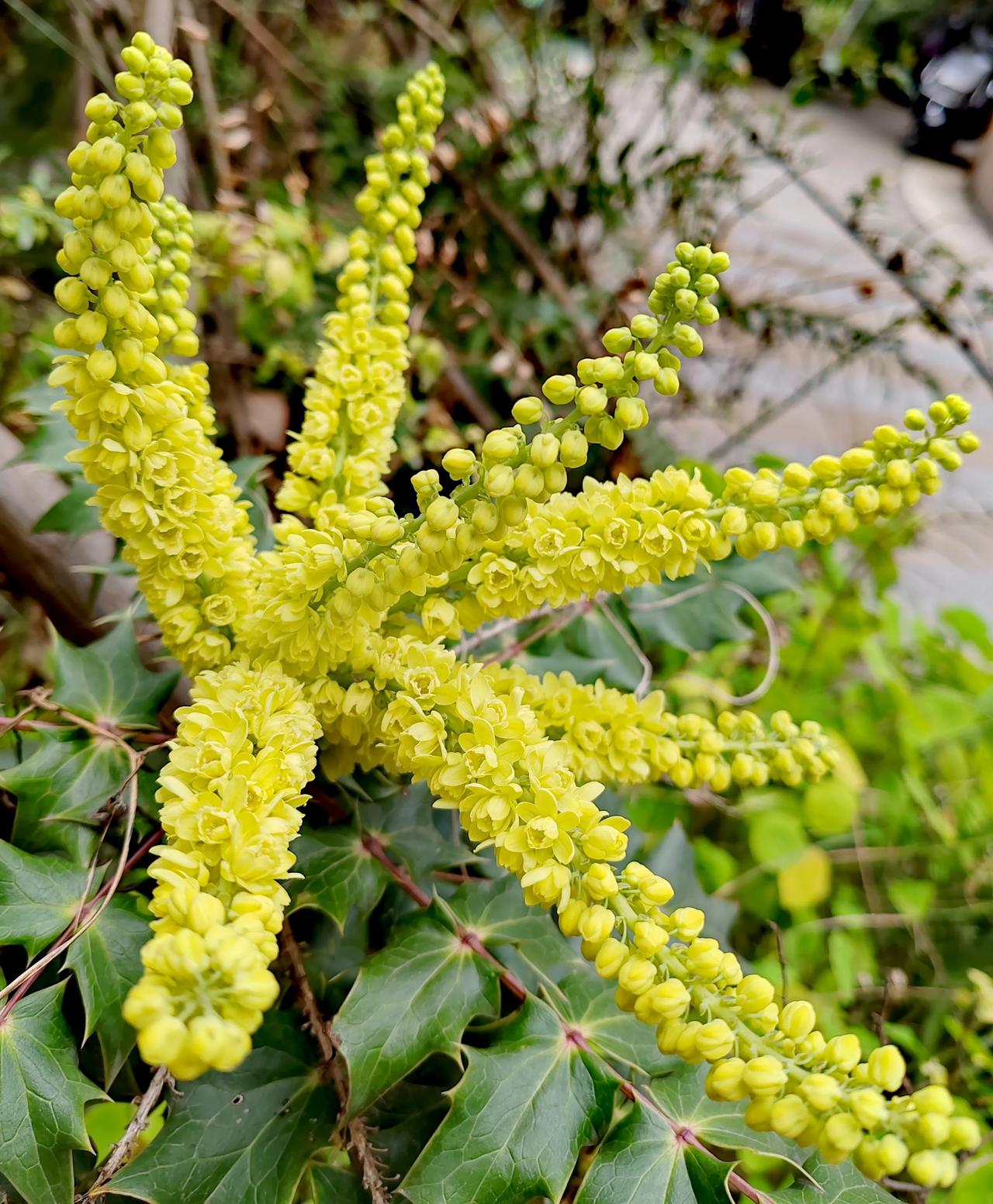 小区里的一种花，春天里的一抹亮色！认识吗？见过吗？🌸🌼