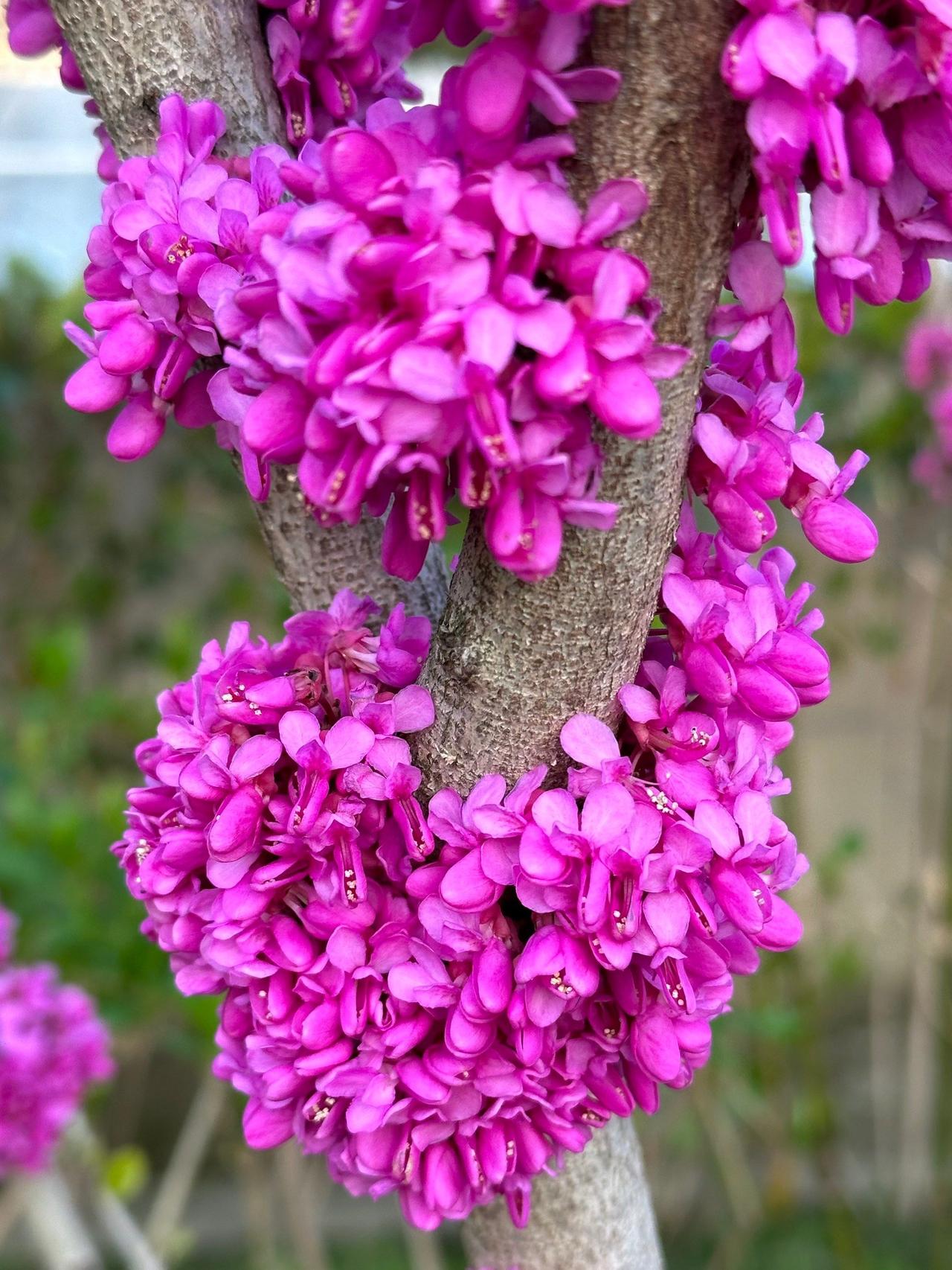 清平乐 紫荆花
春工分付。
锦萼堆朱户。
千树攒霞烘晓露。
染就赤乌新赋。
风前