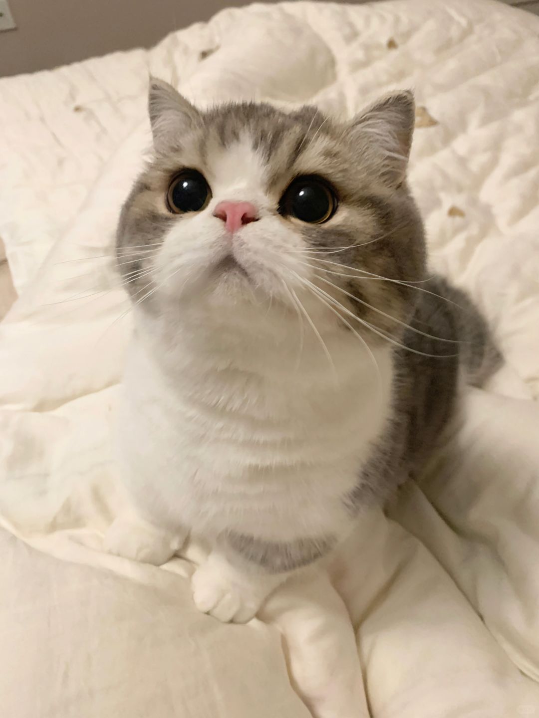 医生说过敏期不要让猫上床...