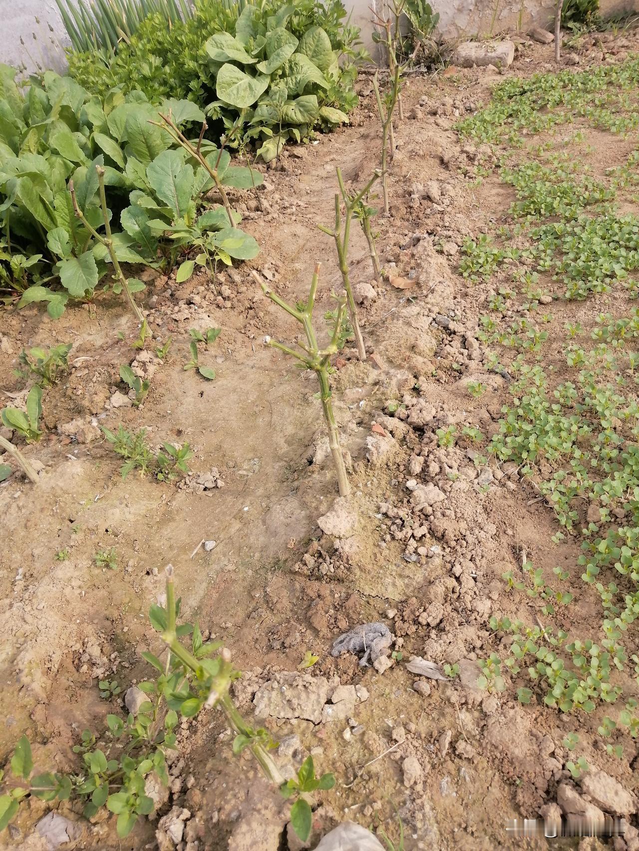 你帮了别人，别人会帮你吗有时候我帮了别人，别人也会热心地帮助我。但是有时候不仅得