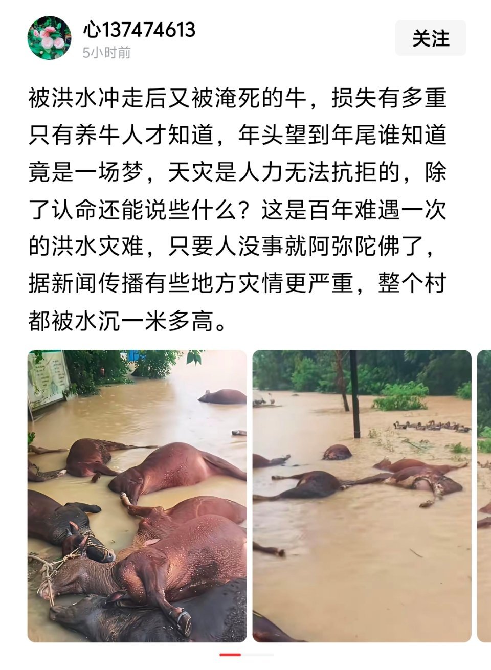 牛淹死了，正常人的第一反应肯定是同情受灾同胞狗淹死了…… 