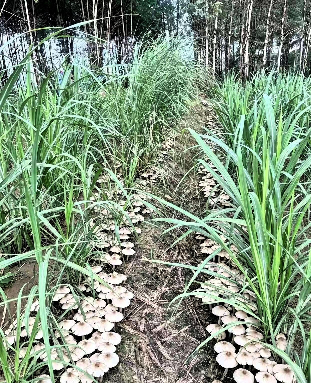 近日，广西贵港，一位村民去自家甘蔗地清理杂草时，没成想，居然在田垄间发现了一片密