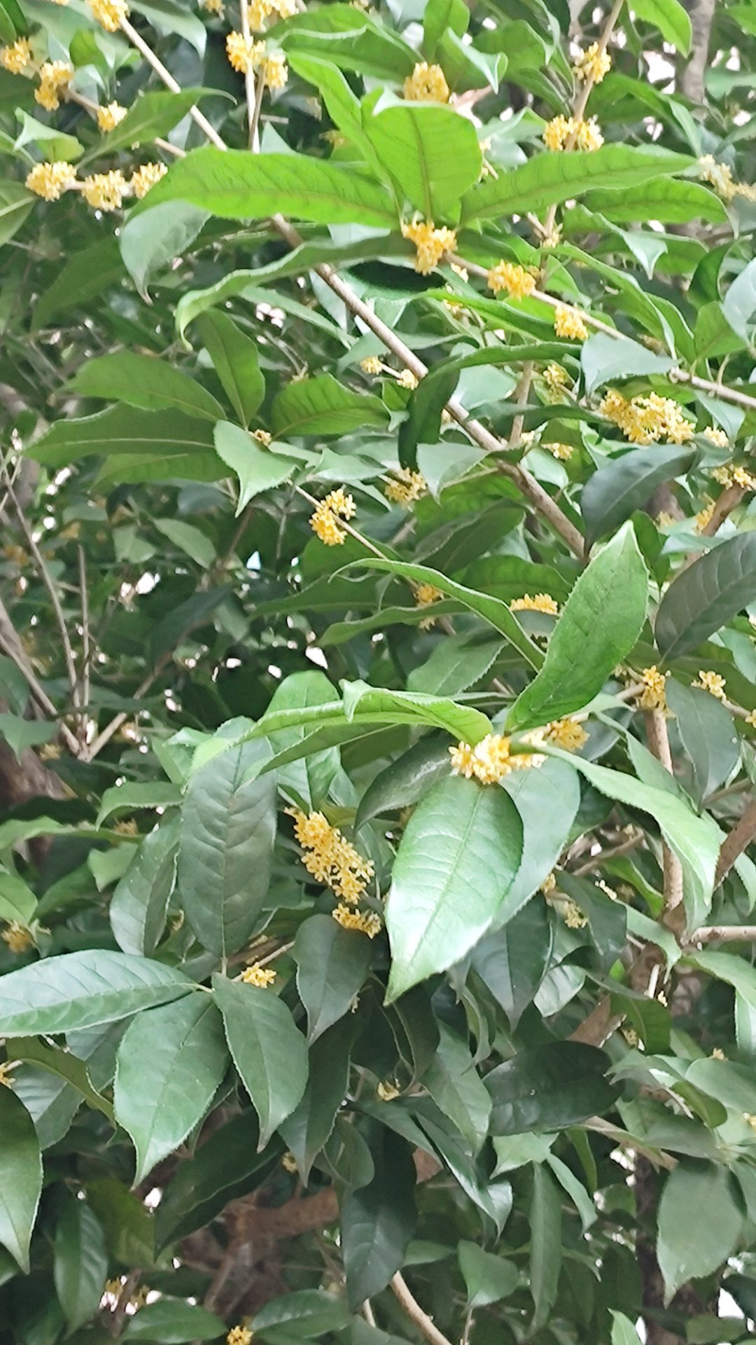 这几天外面都是桂花的香味，满是桂花香的氛围里，看见桂花糕就很想吃 ​​​