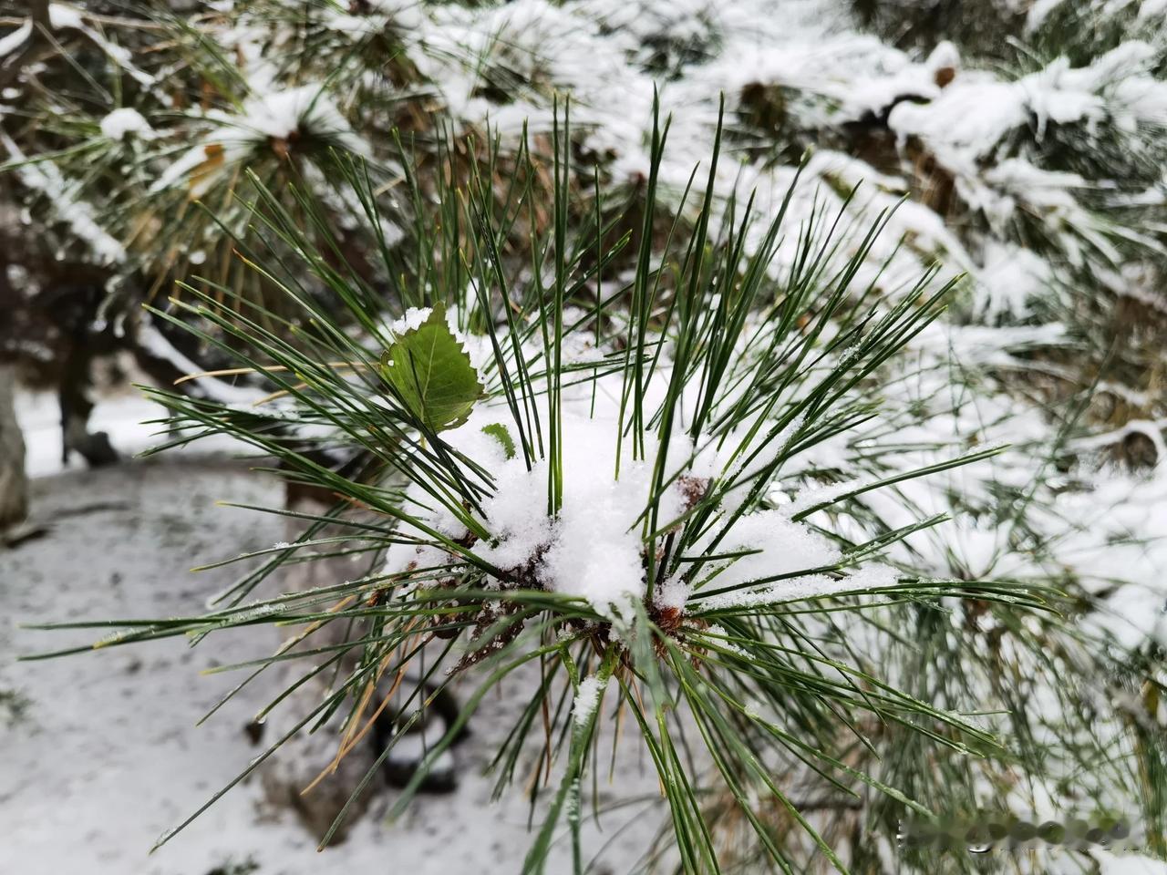 终于下雪了

天气预报早就预告，将有一场大面积的降雪，东北有的区域雪将下到“发紫