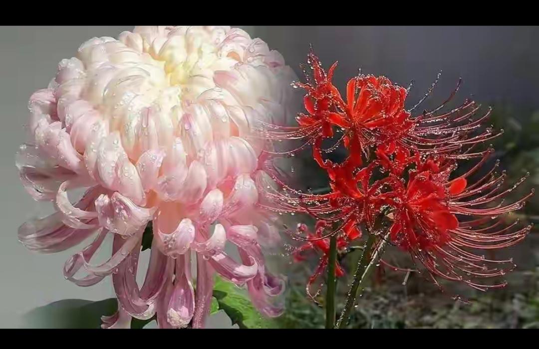 别被文化入侵带偏！老祖宗的好东西，别再认错了。
 
真的太可惜了！咱们中国传承千