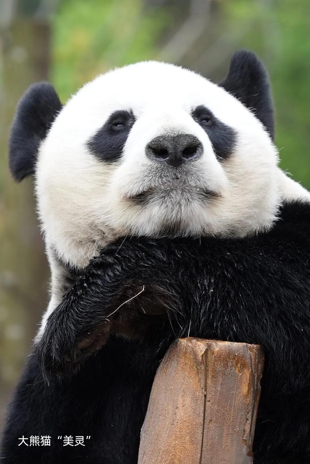 巡护员听到大熊猫吼叫吓到腿抖😯国宝近距离出没杀伤力拉满，巡护员被吼声震慑，双腿